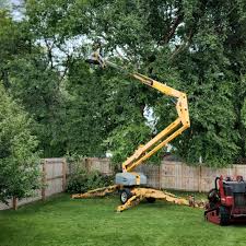 Best Tree Preservation Services  in Kentfield, CA