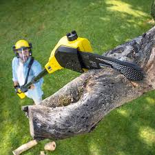 Best Lawn Renovation and Restoration  in Kentfield, CA