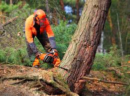 Lawn Renovation and Restoration in Kentfield, CA