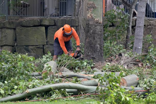 Best Tree and Shrub Care  in Kentfield, CA
