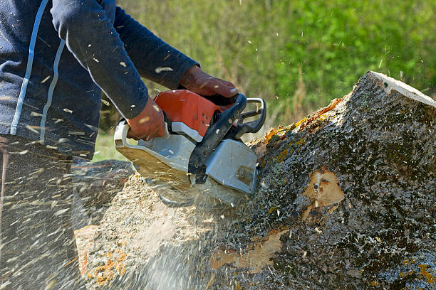 Grass Overseeding in Kentfield, CA