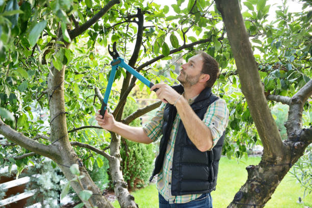 Reliable Kentfield, CA Tree Services Solutions